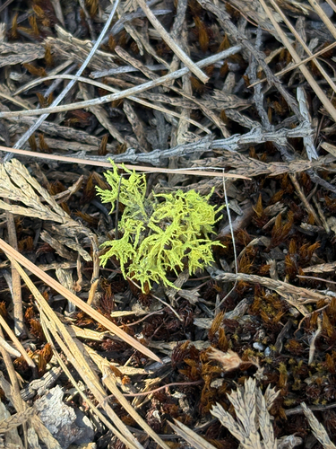 iNaturalist observation photo of Wolf Lichens