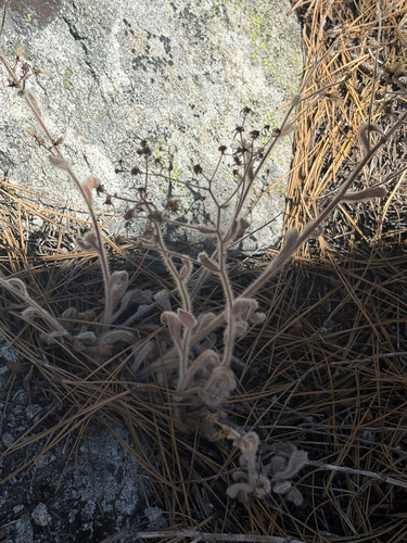 iNaturalist observation photo of Prickly Hawkweed