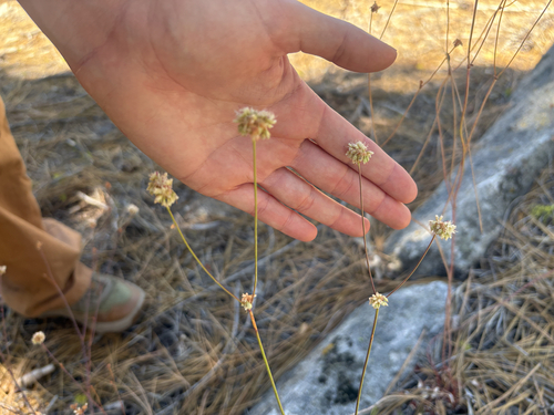 iNaturalist observation photo of Naked Buckwheat