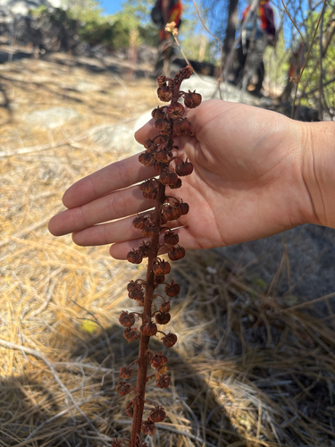 iNaturalist observation photo of woodland pinedrops