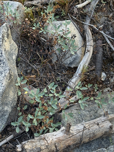 iNaturalist observation photo of Mountain Pride