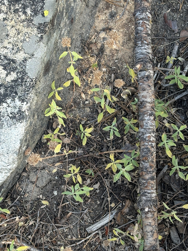 iNaturalist observation photo of balms, mints, and thymes