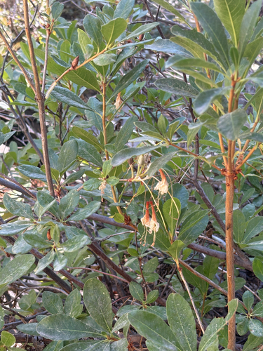 iNaturalist observation photo of western azalea