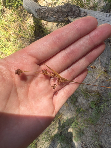 iNaturalist observation photo of woodrushes