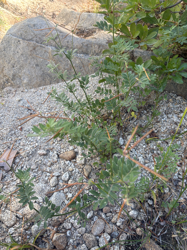 iNaturalist observation photo of chaparral bird's-foot trefoil