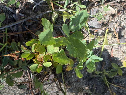 iNaturalist observation photo of Dicots