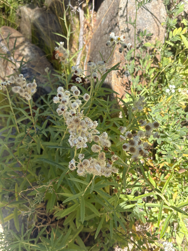 iNaturalist observation photo of pearly everlasting