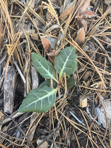 iNaturalist observation photo of white-veined wintergreen
