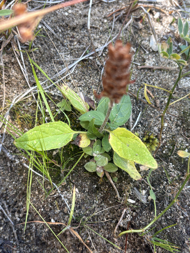 iNaturalist observation photo of common selfheal