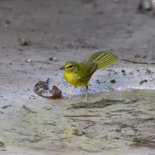 Flavescent Warbler