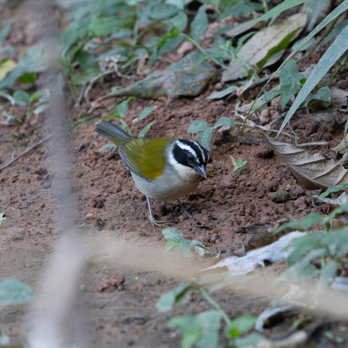 Pectoral Sparrow