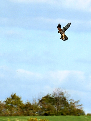 Eurasian Kestrel