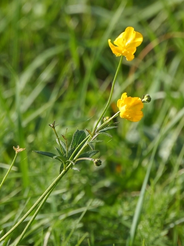 meadow buttercup