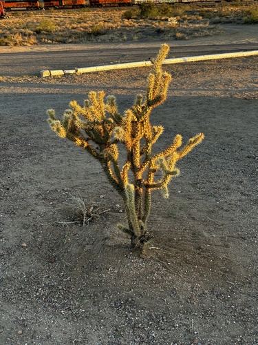 Buckhorn Cholla
