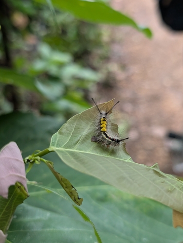 Clethrogyna turbata