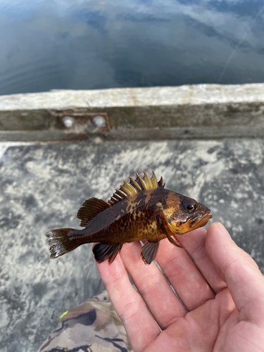 Quillback Rockfish