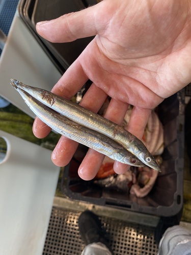 Pacific Sand Lance