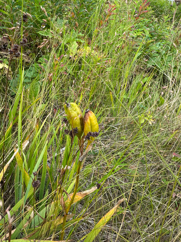 Beach-head Iris