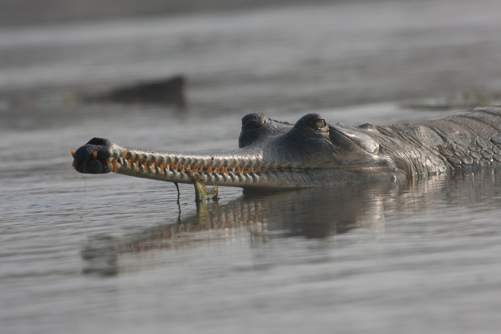 Gharial