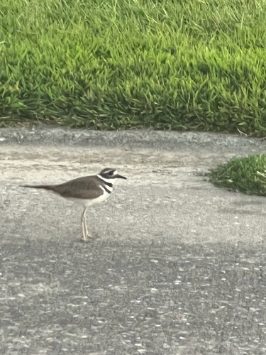 Killdeer