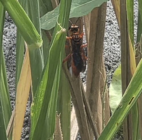 Jamaican Digger Wasp