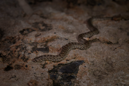 Chihuahuan Hook-nosed Snake