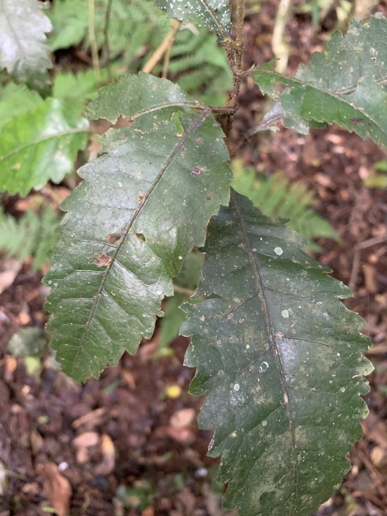Pseudoweinmannia lachnocarpa from O'Reilly, QLD, AU on May 17, 2020 at