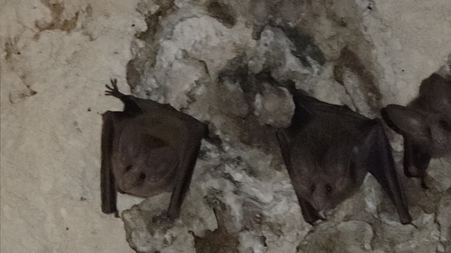 Waterhouse's Leaf-nosed Bat
