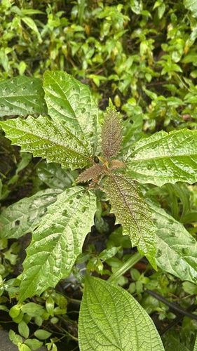 Urera nitida