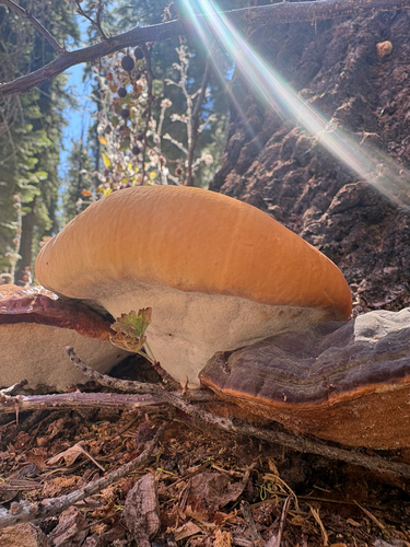 iNaturalist observation photo of Mushrooms, Bracket Fungi, Puffballs, and Allies