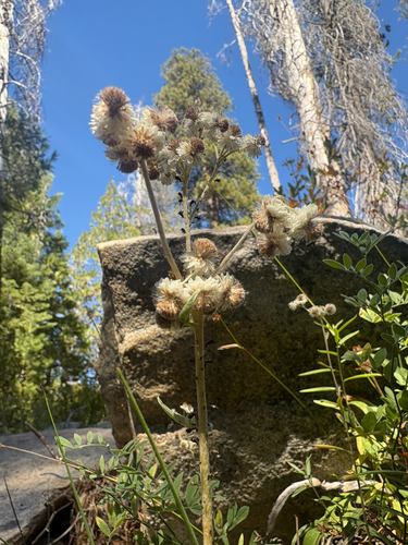 iNaturalist observation photo of cottonbatting plant