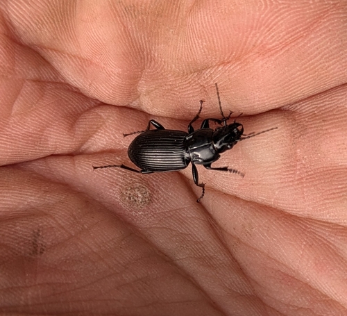 Rain Beetle