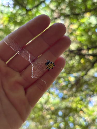 Spinybacked Orbweaver