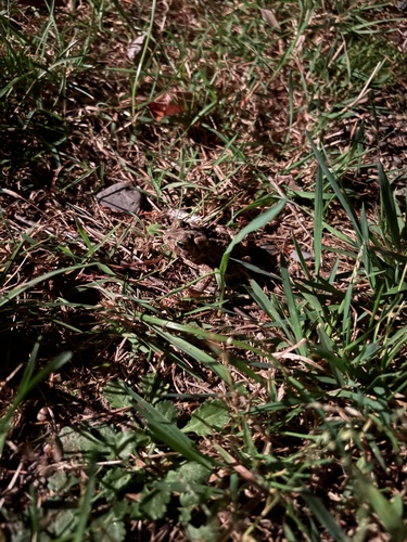 American Toad