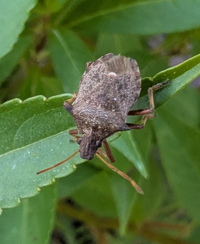 Spiny Shield Bug
