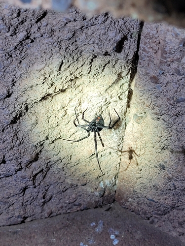Western Black Widow