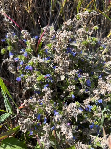 viper's-bugloss
