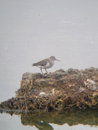 Common Sandpiper