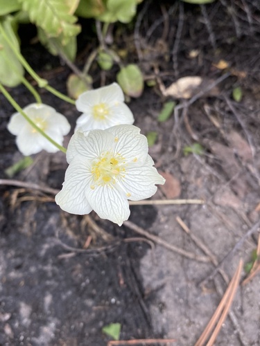 iNaturalist observation photo of marsh grass-of-Parnassus