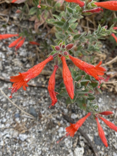 iNaturalist observation photo of willowherbs