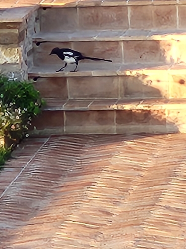 Eurasian Magpie