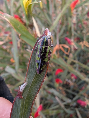 Melobasis regalis