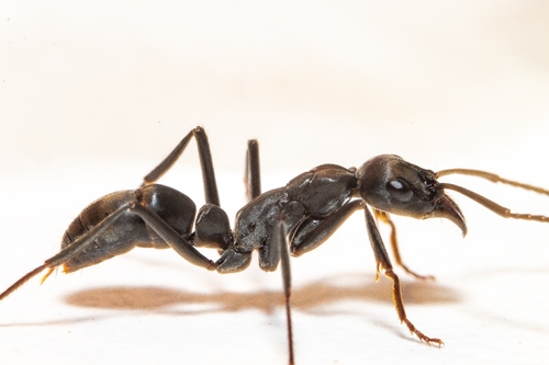 Neoponera verenae