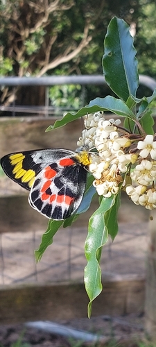 Imperial Jezebel