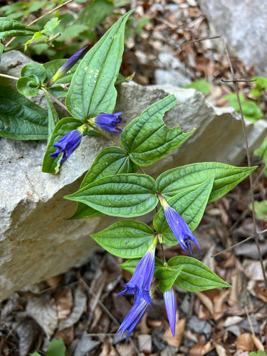 willow gentian