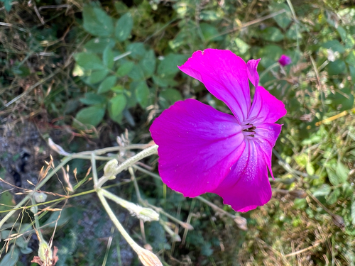 Rose campion