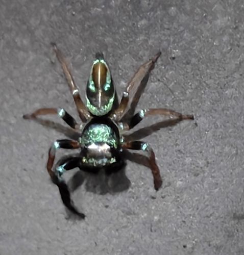 Metallic blue jumper