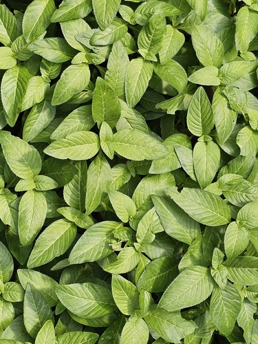 Big-leaved Marshweed