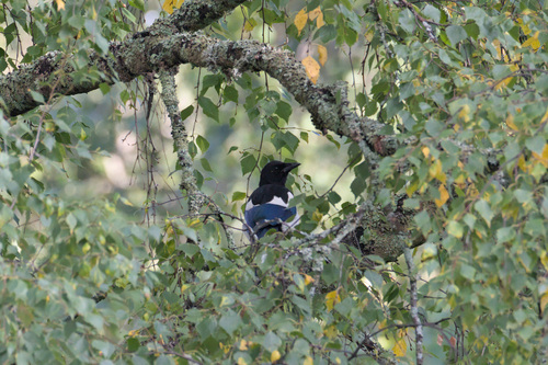Eurasian Magpie