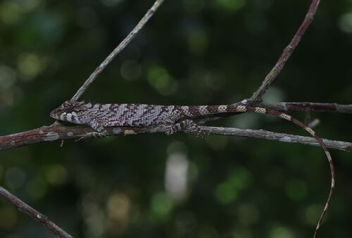 Whistling Lizard